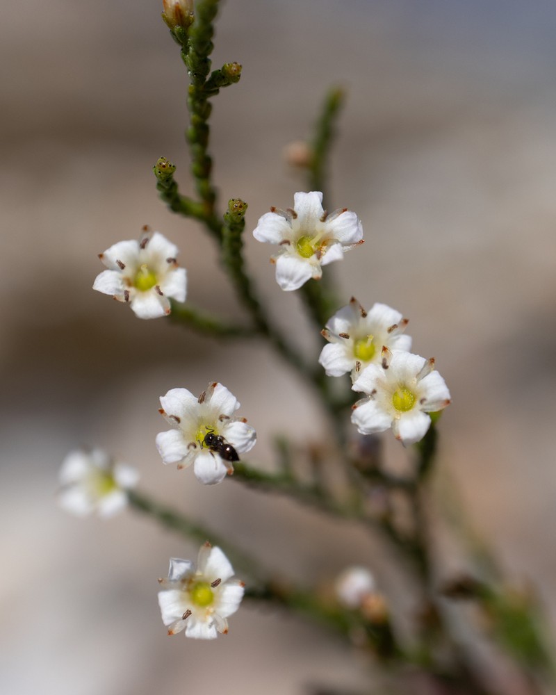 Thamnea matroosbergensis photo 2