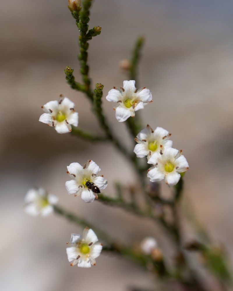 Thamnea matroosbergensis photo 4