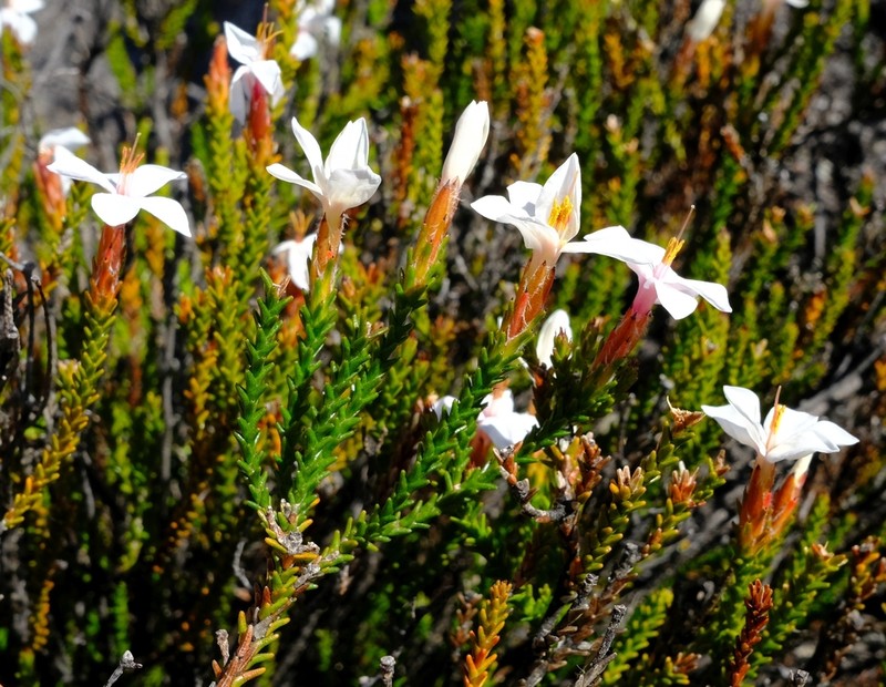 Thamnea ustulata