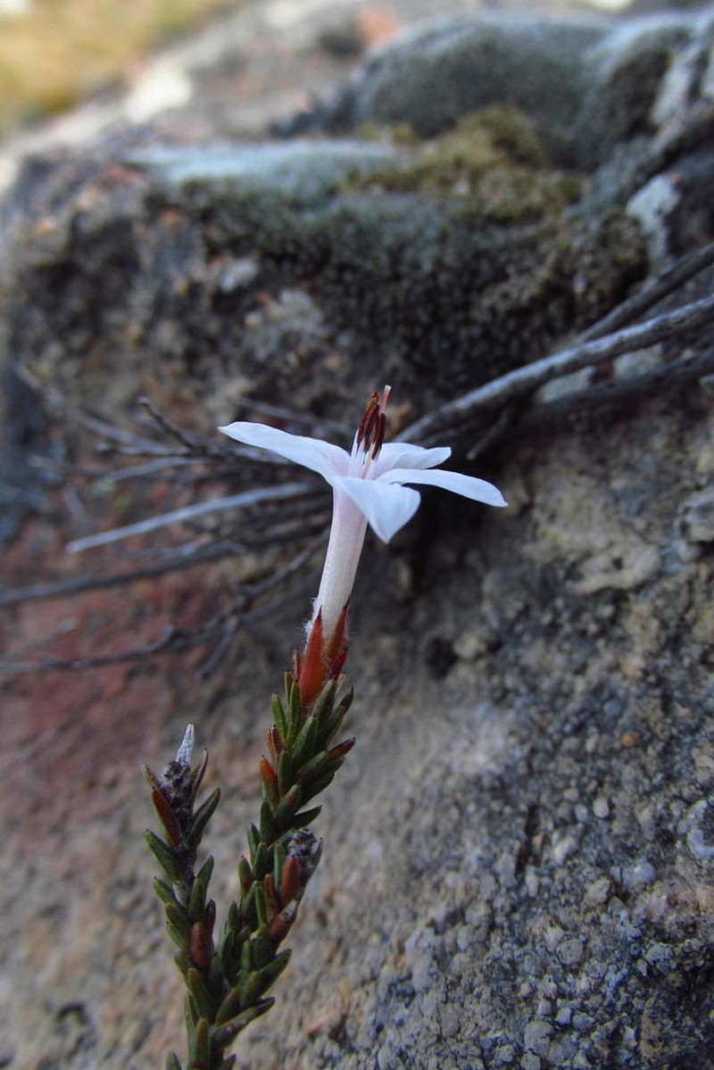 Thamnea ustulata photo 2