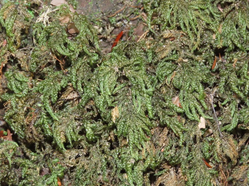 Allegany Thamnobryum Moss