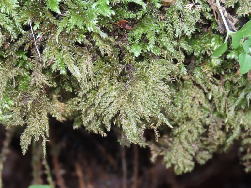 Allegany Thamnobryum Moss photo 2