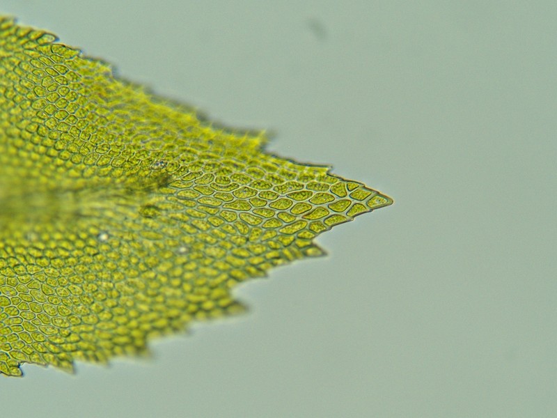 Allegany Thamnobryum Moss photo 3