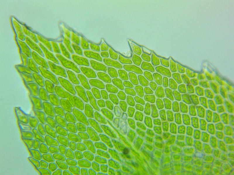 Allegany Thamnobryum Moss photo 4