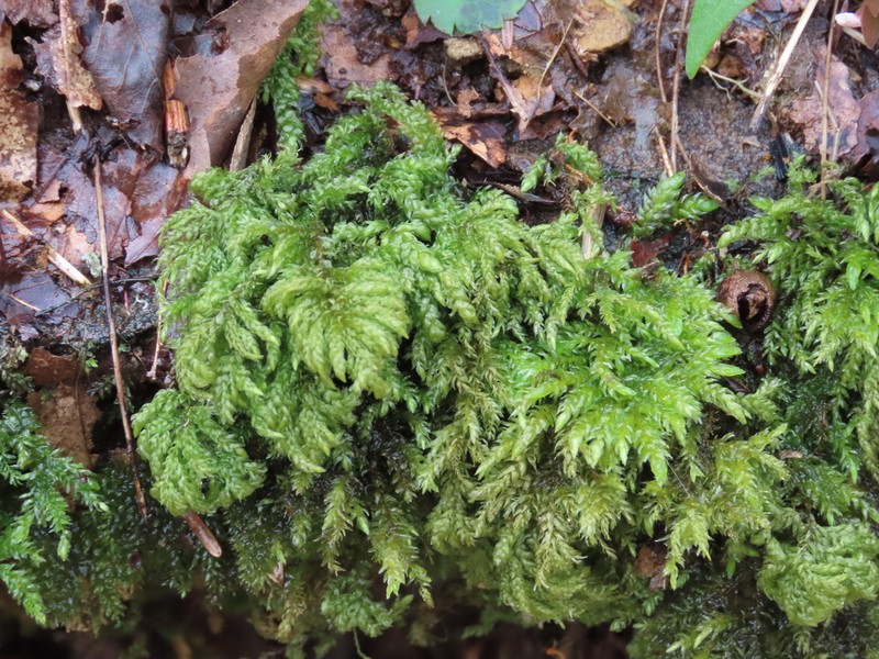 Allegany Thamnobryum Moss photo 5