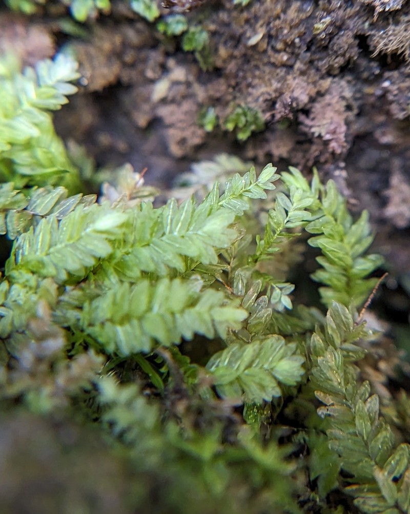 Allegany Thamnobryum Moss photo 6