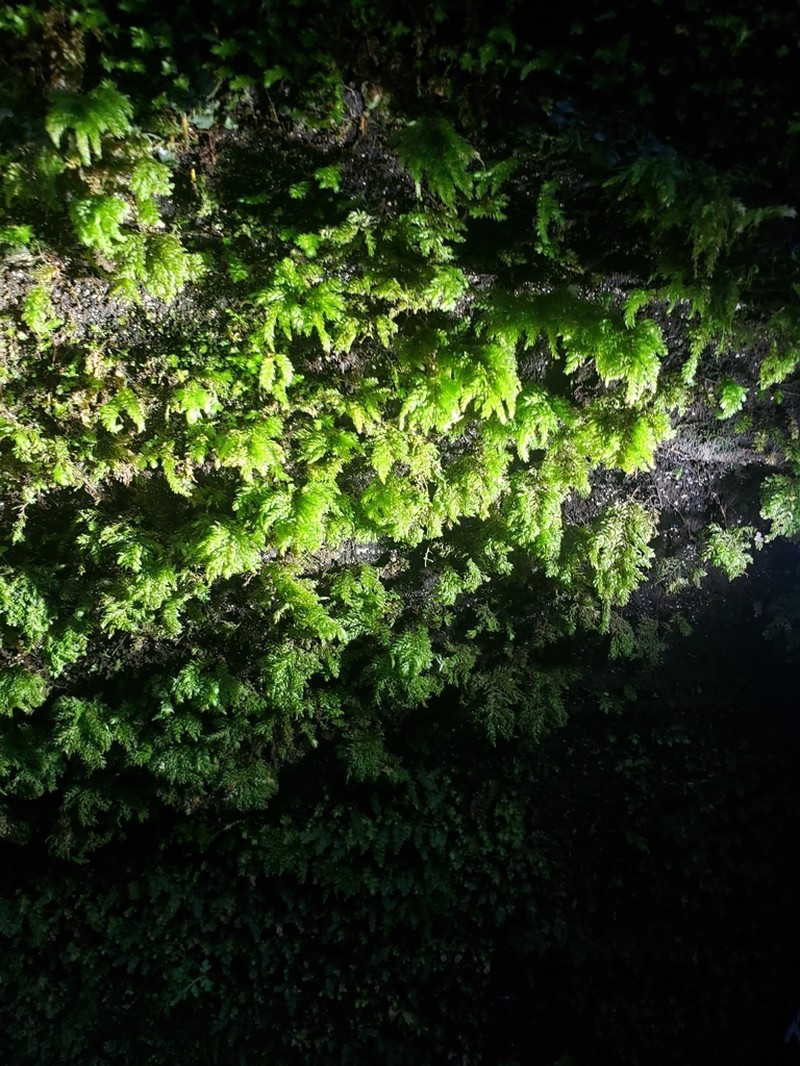 Allegany Thamnobryum Moss photo 7