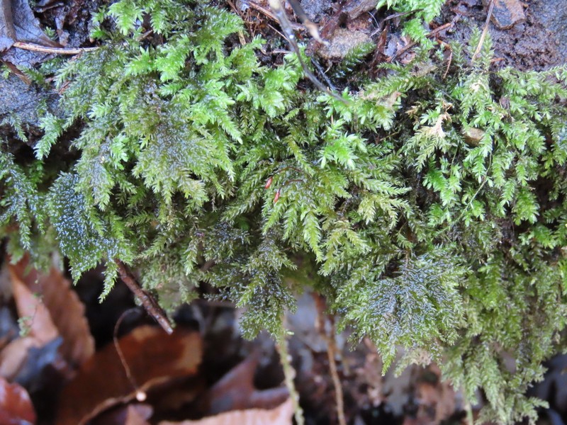 Allegany Thamnobryum Moss photo 8