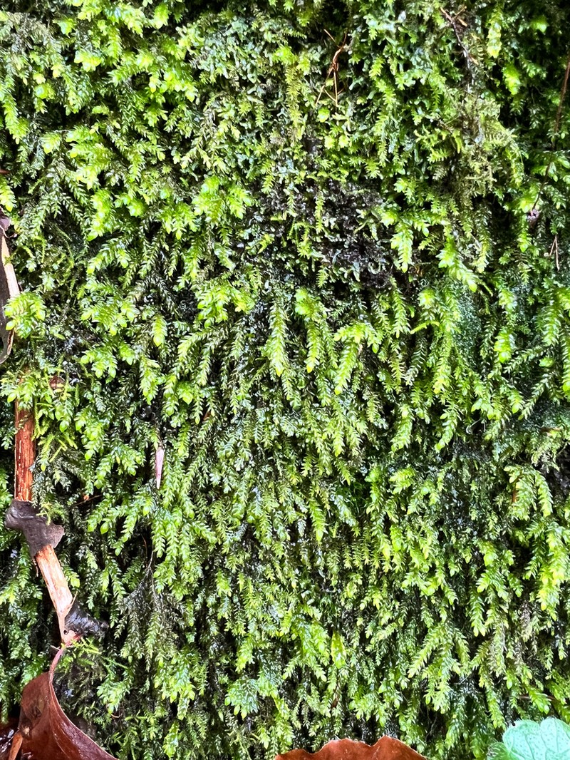 Necker's Thamnobryum Moss