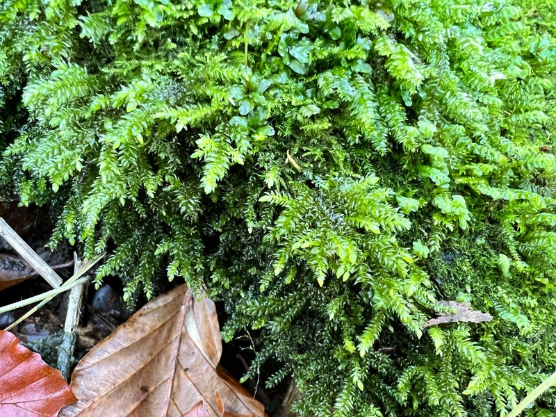 Necker's Thamnobryum Moss photo 2