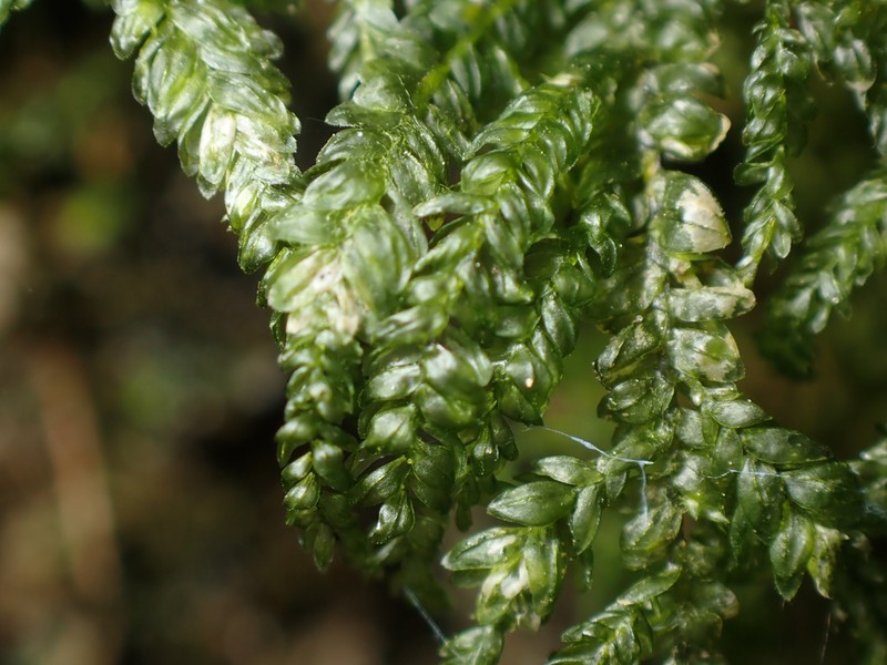 Necker's Thamnobryum Moss photo 3