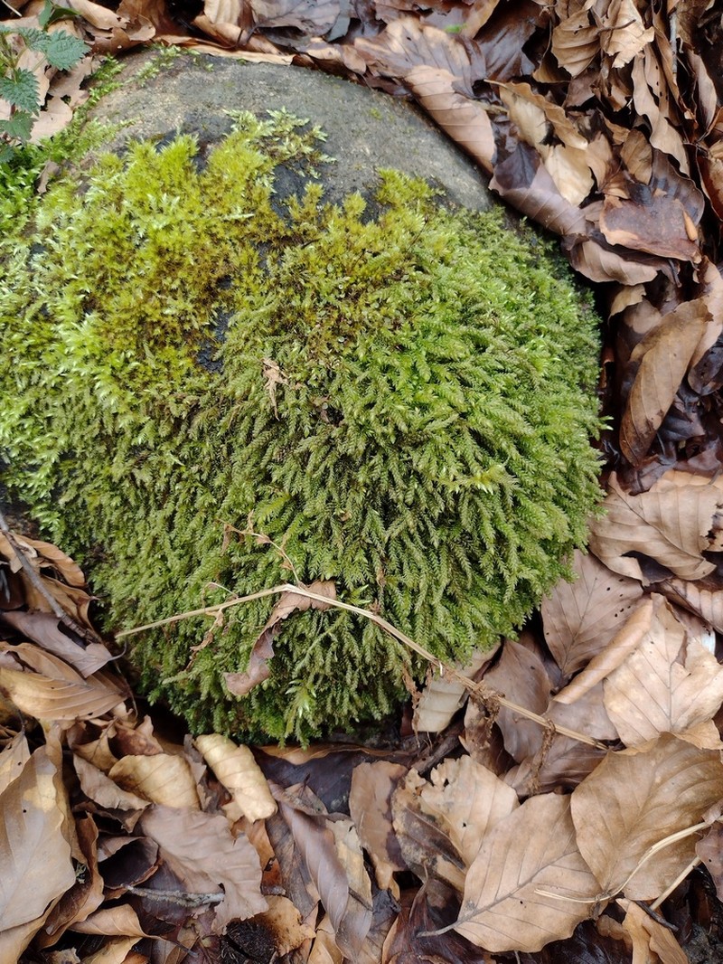 Necker's Thamnobryum Moss photo 4