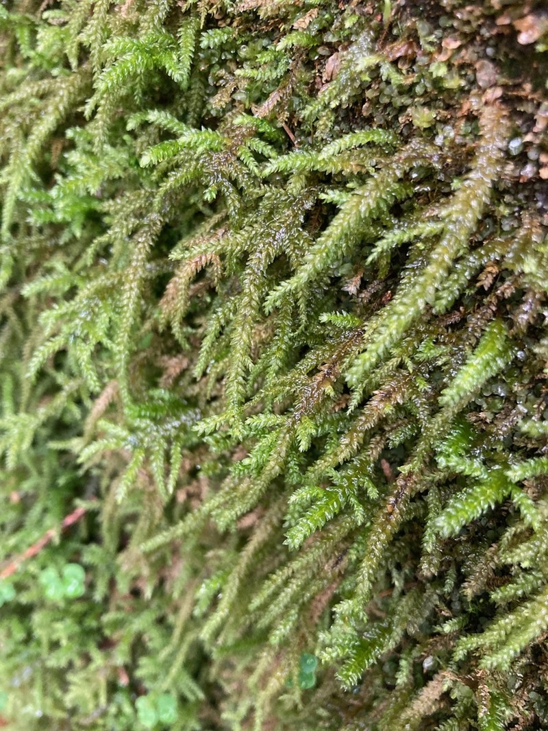 Necker's Thamnobryum Moss photo 5