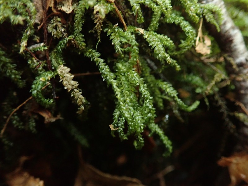 Necker's Thamnobryum Moss photo 6