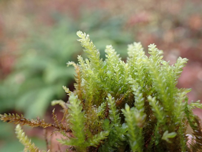 Necker's Thamnobryum Moss photo 7