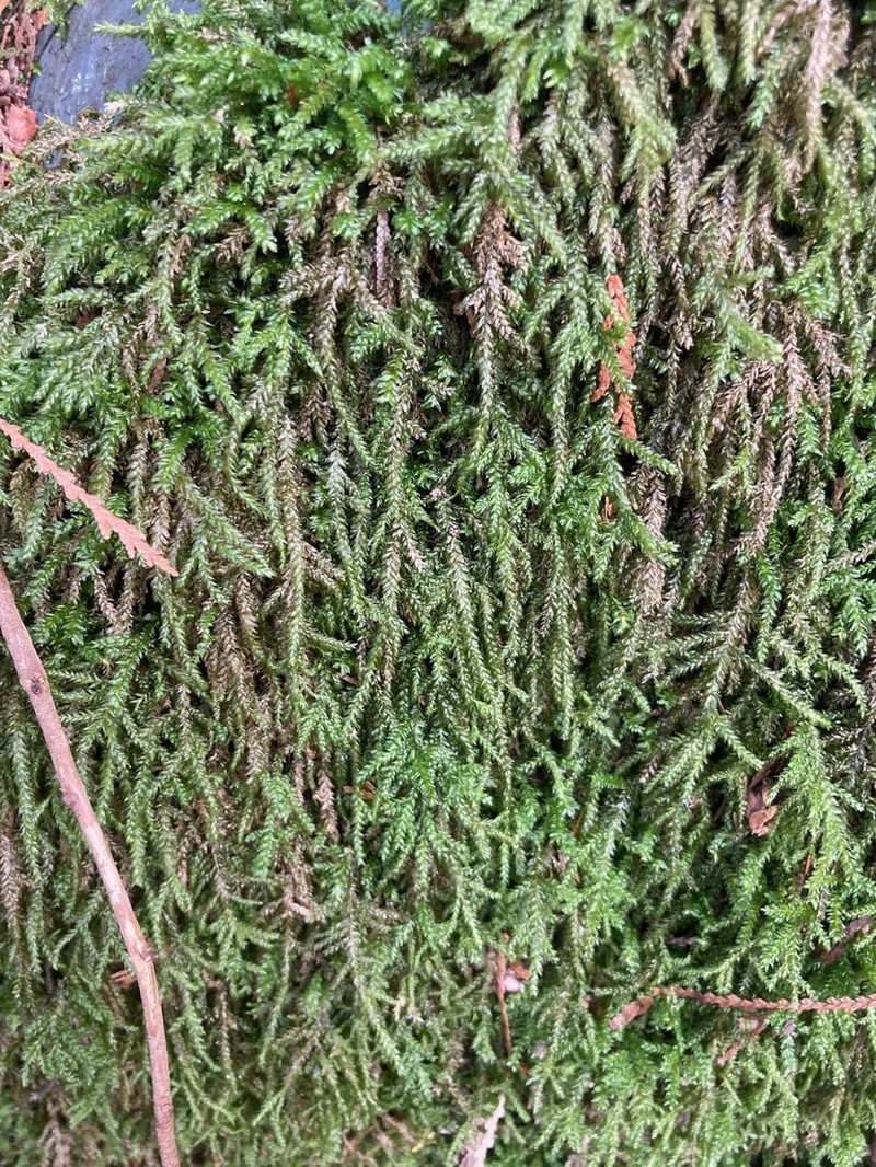 Necker's Thamnobryum Moss photo 8