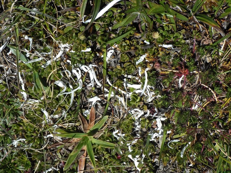 Whiteworm Lichen