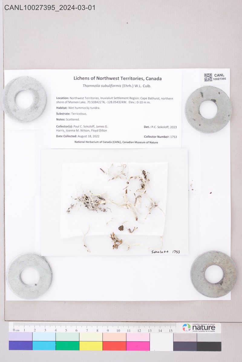 Whiteworm Lichen photo 5