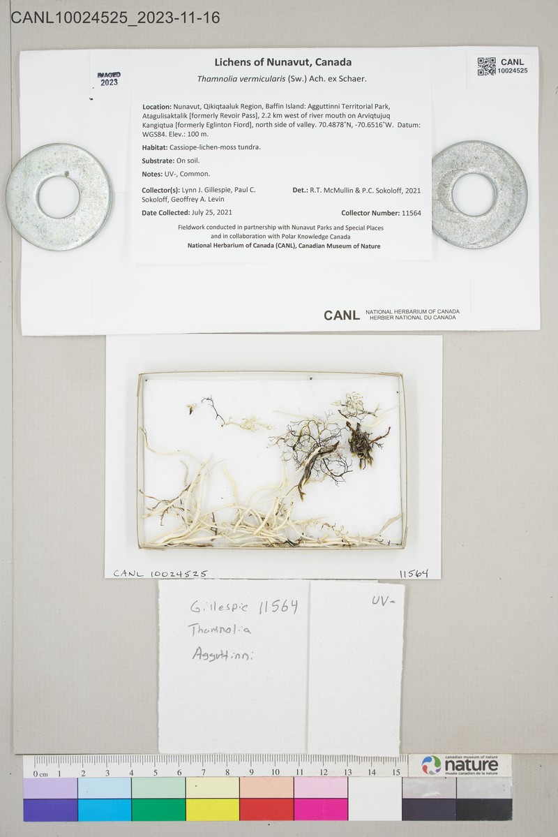 Whiteworm Lichen photo 6