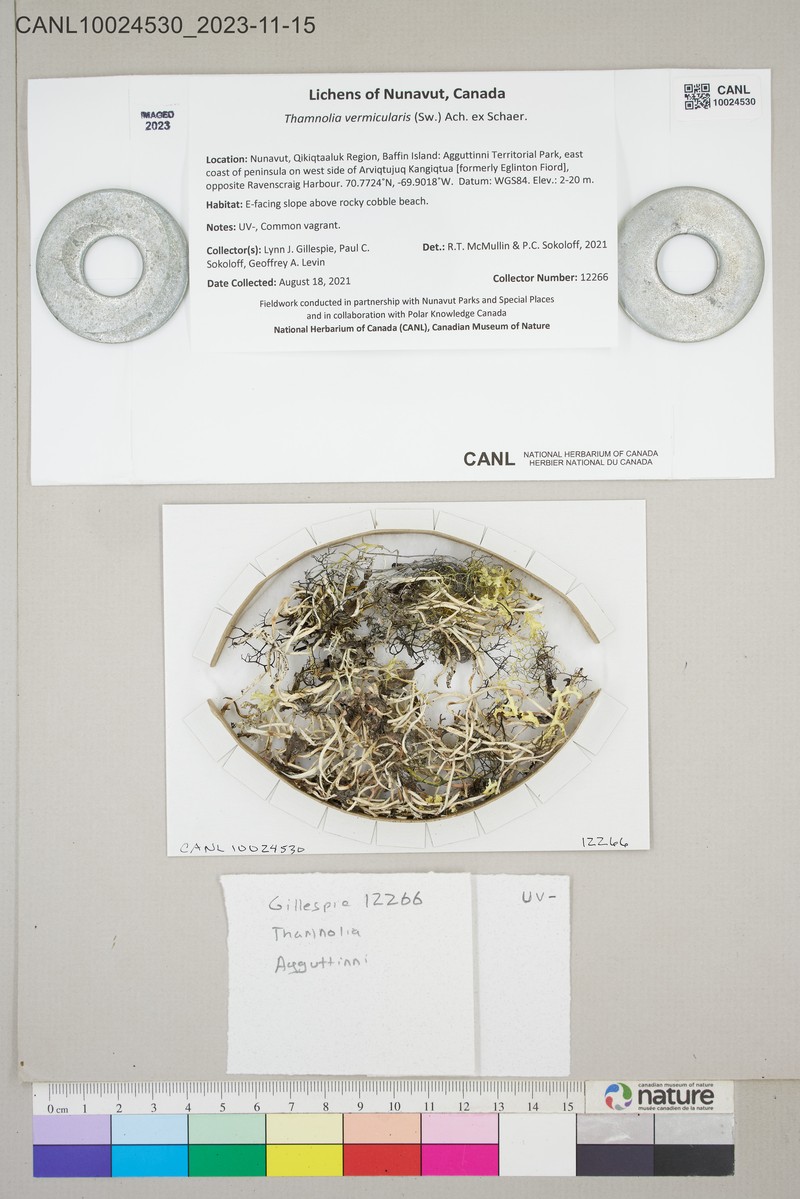 Whiteworm Lichen photo 7