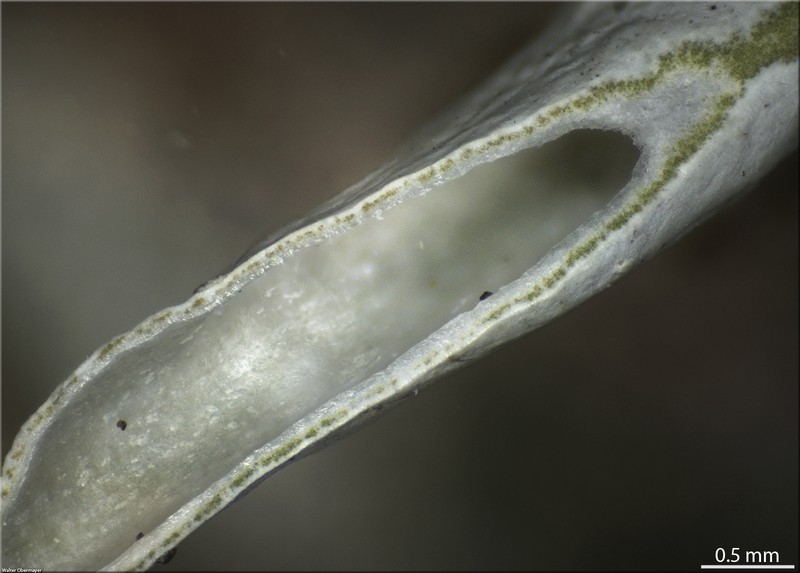 Whiteworm Lichen photo 4