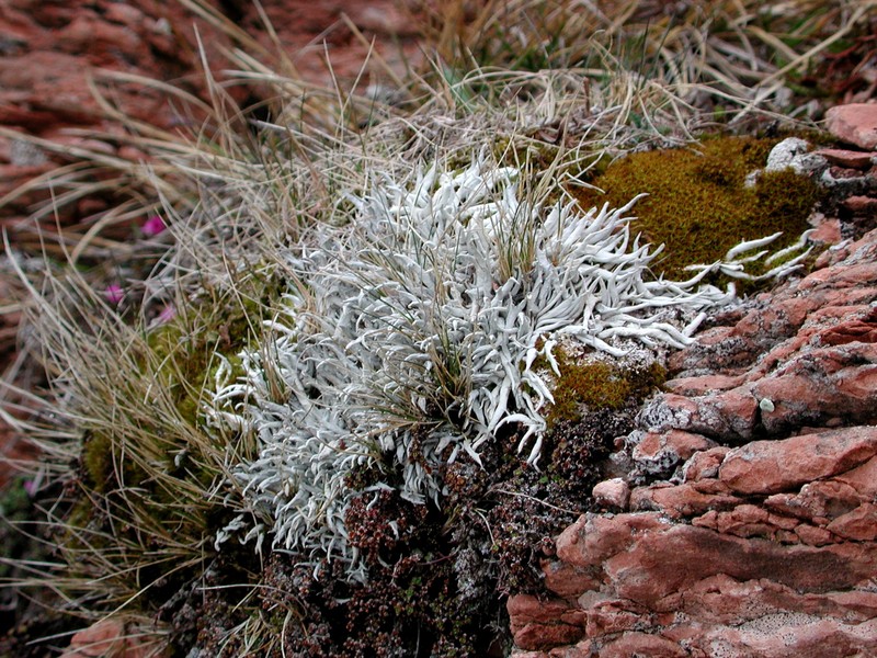 Whiteworm Lichen photo 5