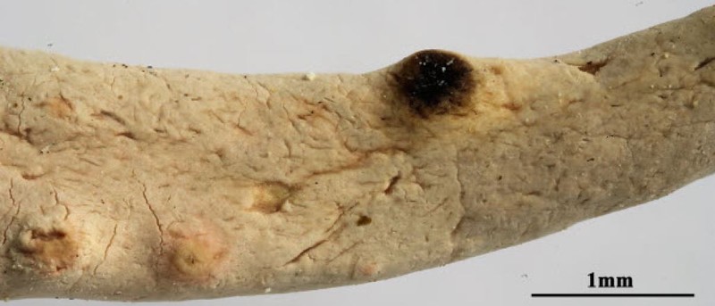 Whiteworm Lichen photo 6