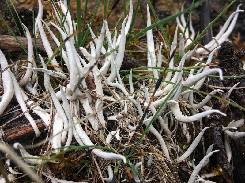 Whiteworm Lichen photo 7