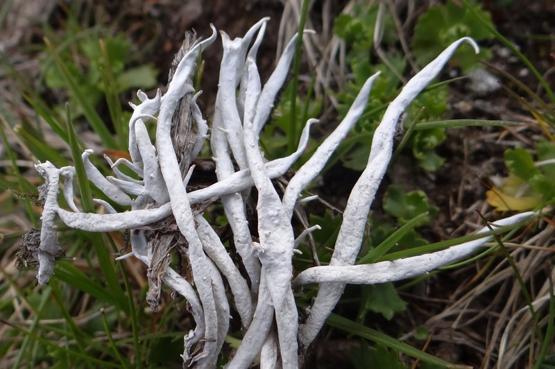 Whiteworm Lichen photo 6