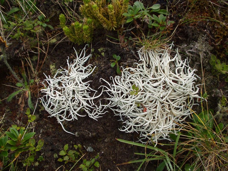 Whiteworm Lichen