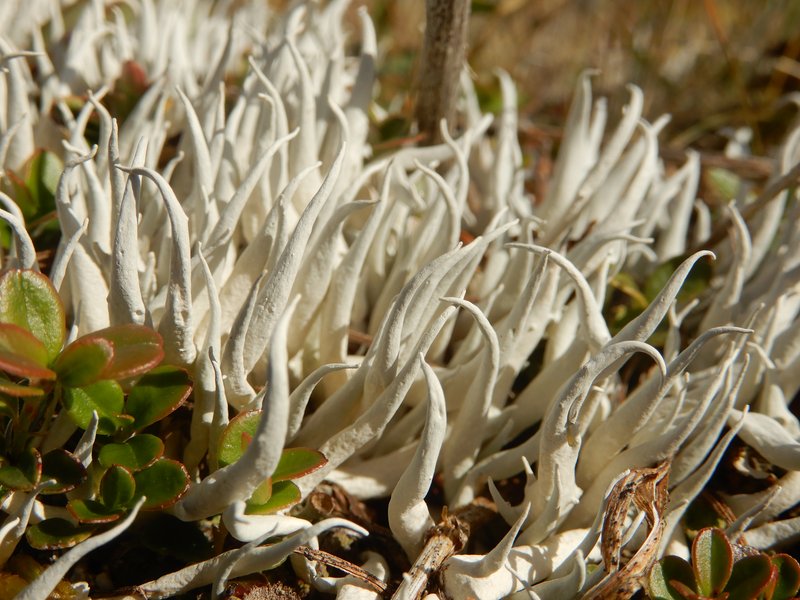 Whiteworm Lichen photo 2