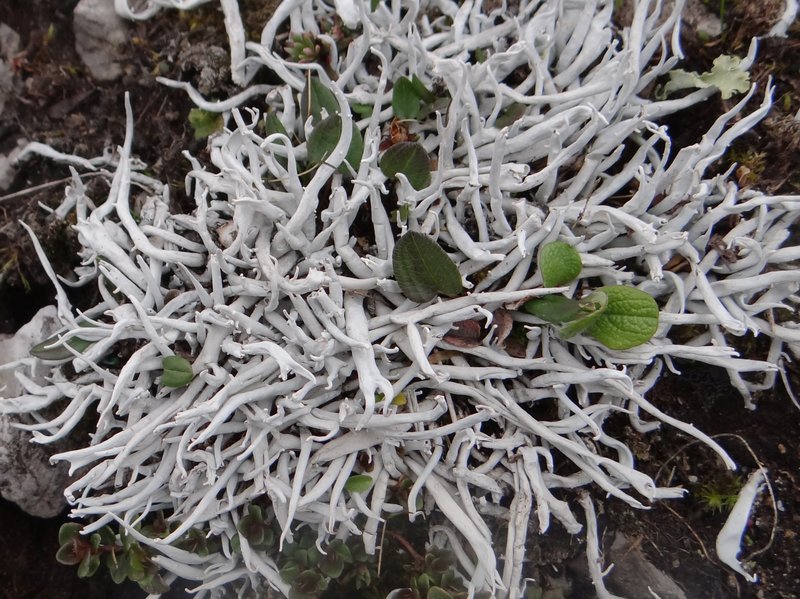 Whiteworm Lichen photo 7
