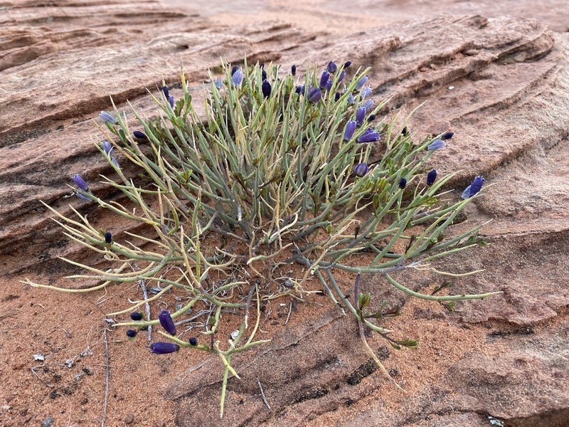 Turpentinebroom photo 2