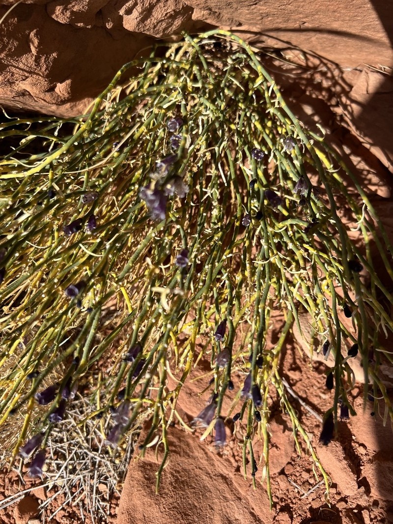 Turpentinebroom photo 3