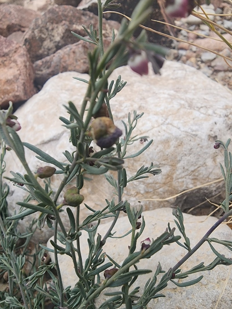 Rue Of The Mountains photo 6