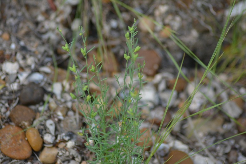 Rue Of The Mountains photo 7