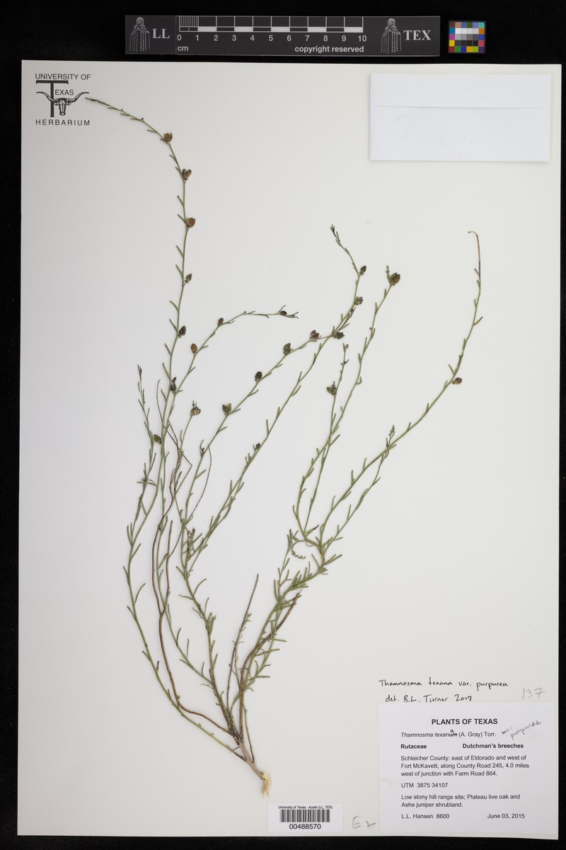 Thamnosma texana var. purpurea