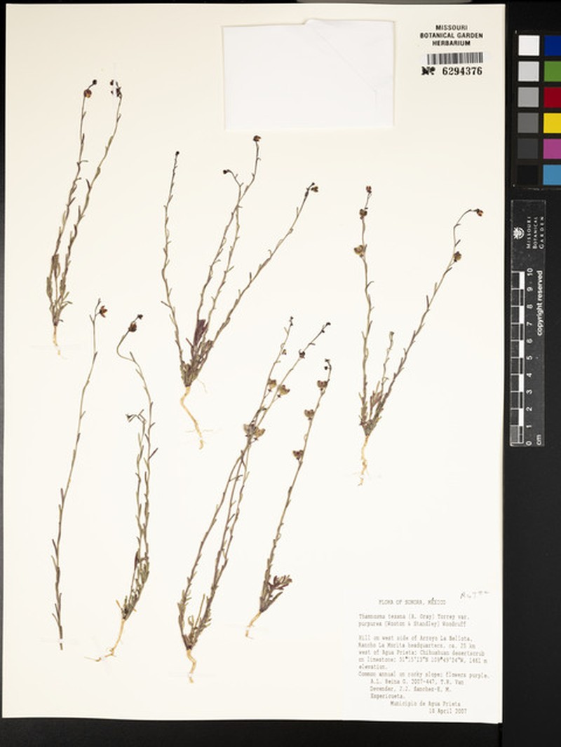 Thamnosma texana var. purpurea photo 2