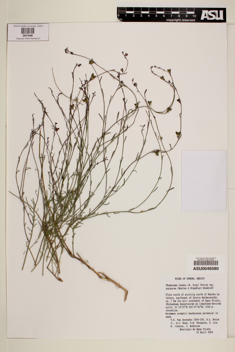 Thamnosma texana var. purpurea photo 3