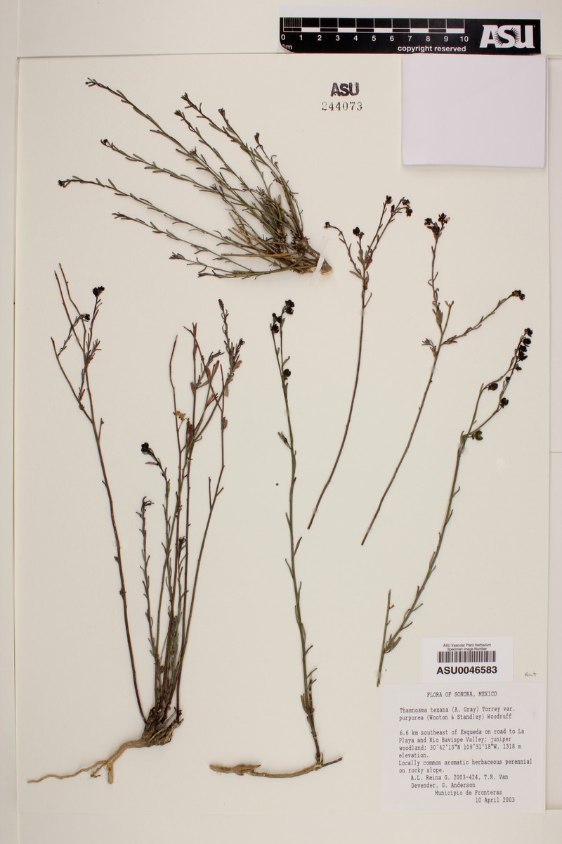 Thamnosma texana var. purpurea photo 4
