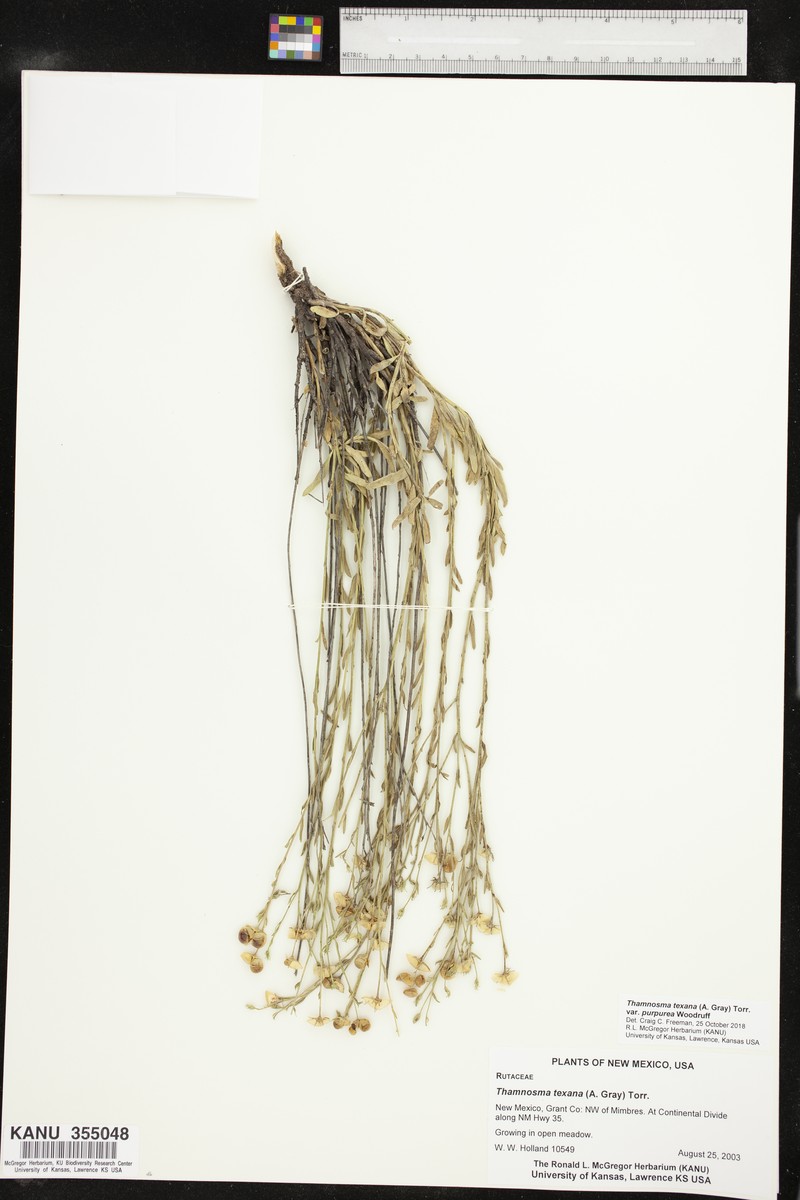 Thamnosma texana var. purpurea photo 5