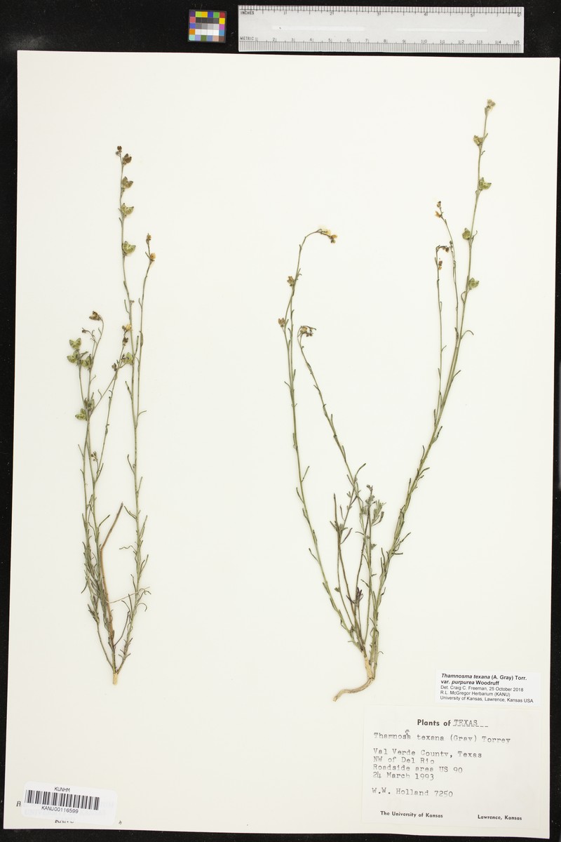 Thamnosma texana var. purpurea photo 6