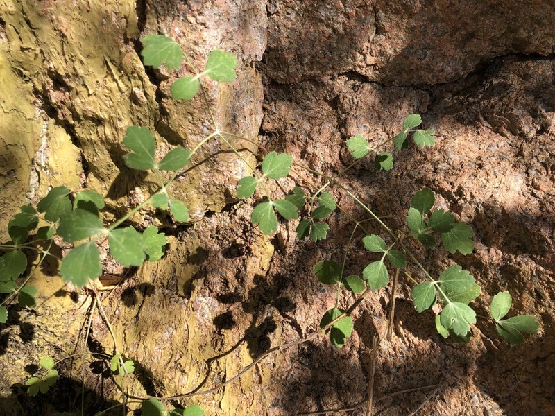 Thapsia eliasii