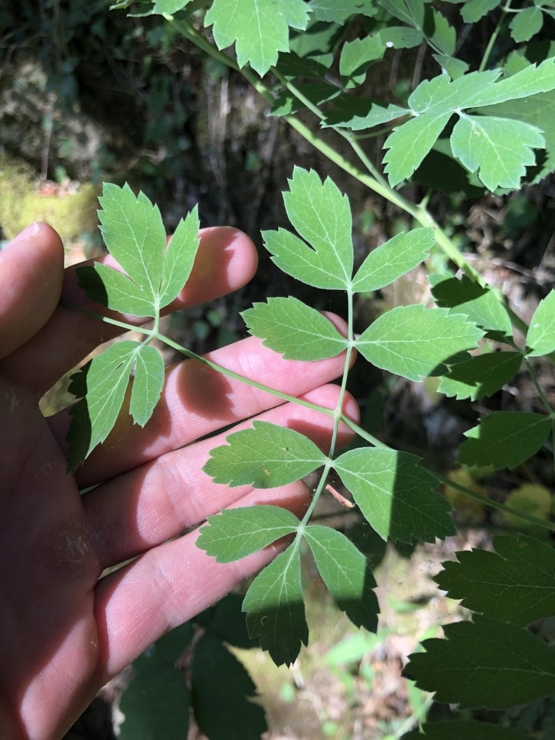 Thapsia eliasii photo 2