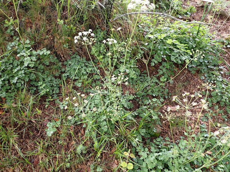 Thapsia eliasii photo 3