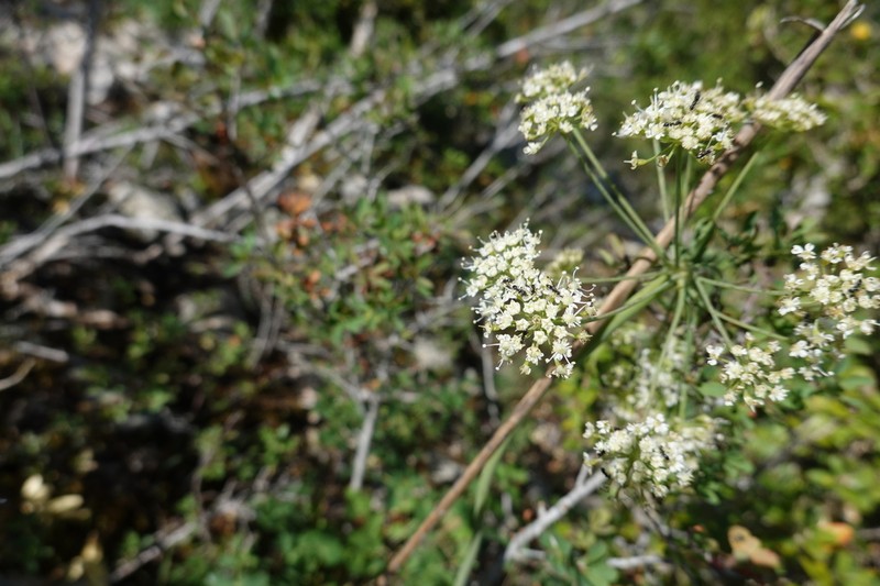 Thapsia eliasii photo 4
