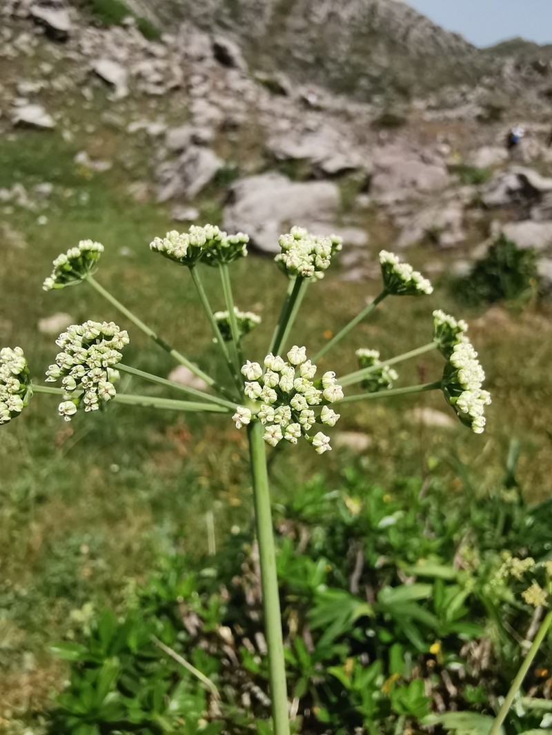 Thapsia eliasii photo 5