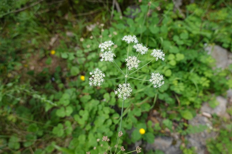 Thapsia eliasii photo 6