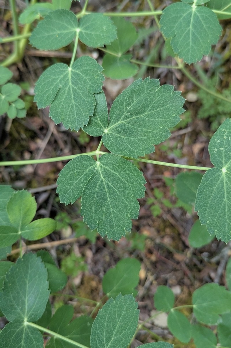 Thapsia eliasii photo 7