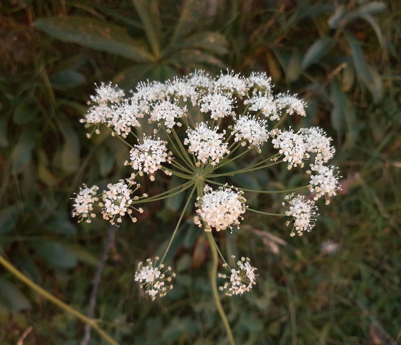 Thapsia eliasii photo 8